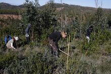 Replantação de áreas ardidas em Monchique promete maior resiliência ao fogo