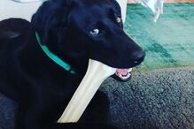 Woodie, cão de Jessica Athayde