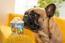 Ben & Jerry’s lança gelado só para cães