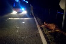 Cinco vacas morrem após colisão com carro em Cercal do Alentejo