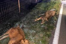 Cinco vacas morrem após colisão com carro em Cercal do Alentejo