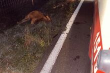 Cinco vacas morrem após colisão com carro em Cercal do Alentejo