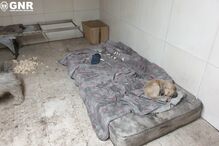 Casal albergava 22 cães dentro de padaria. Estabelecimento encerrado por falta de condições de higiene. Veja as imagens 