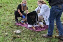 Cão polícia atingido a tiro tem alta e é recebido como um verdadeiro herói
