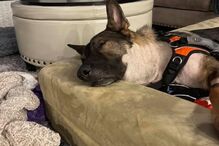 Cão polícia atingido a tiro tem alta e é recebido como um verdadeiro herói