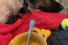 Cão polícia atingido a tiro tem alta e é recebido como um verdadeiro herói