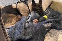 Cão polícia atingido a tiro tem alta e é recebido como um verdadeiro herói