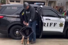 Cão polícia atingido a tiro tem alta e é recebido como um verdadeiro herói