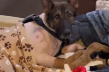 Cão polícia atingido a tiro tem alta e é recebido como um verdadeiro herói