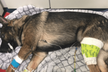 Cão polícia atingido a tiro tem alta e é recebido como um verdadeiro herói