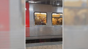  Utentes denunciam comboios lotados e falta de condições de segurança