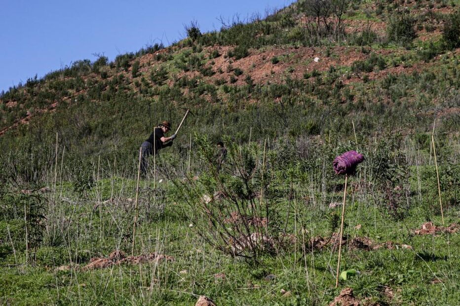 Replantação de áreas ardidas em Monchique promete maior resiliência ao fogo