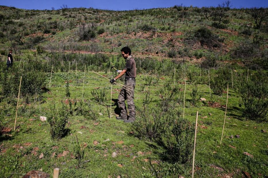 Replantação de áreas ardidas em Monchique promete maior resiliência ao fogo