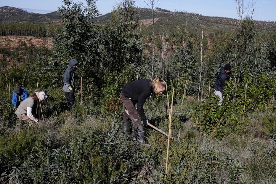 Replantação de áreas ardidas em Monchique promete maior resiliência ao fogo