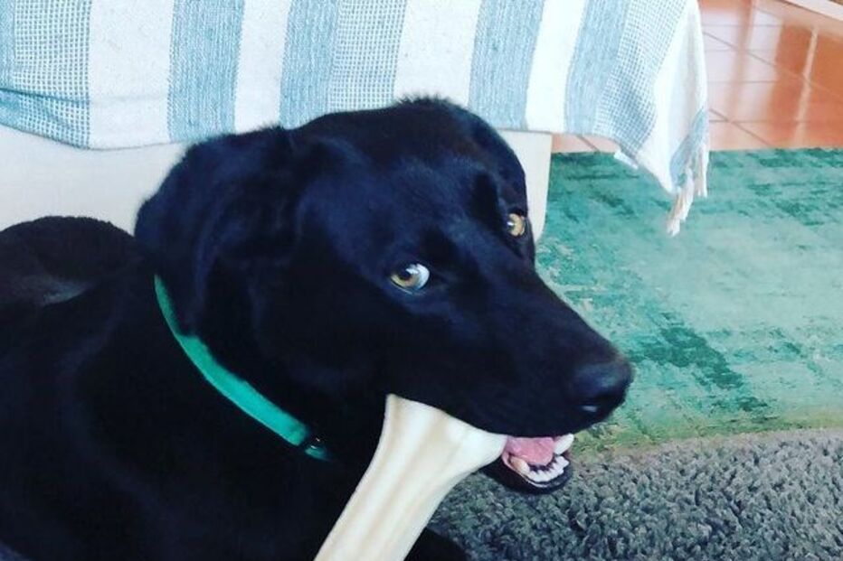 Woodie, cão de Jessica Athayde