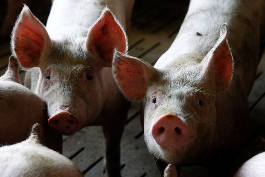 Imagem _PEC4780.JPG (8514567) (Milenium)