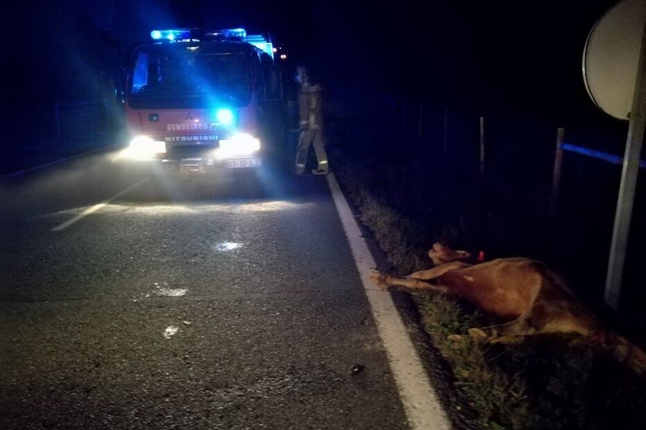 Cinco vacas morrem após colisão com carro em Cercal do Alentejo