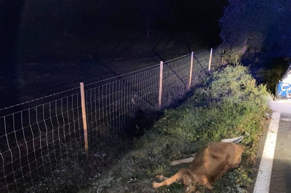 Cinco vacas morrem após colisão com carro em Cercal do Alentejo
