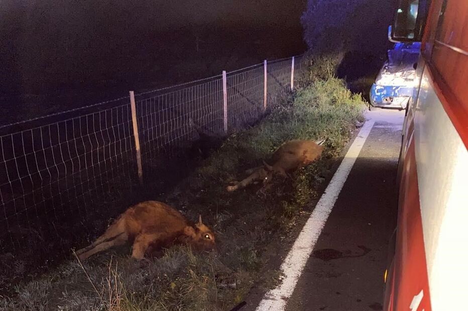 Cinco vacas morrem após colisão com carro em Cercal do Alentejo