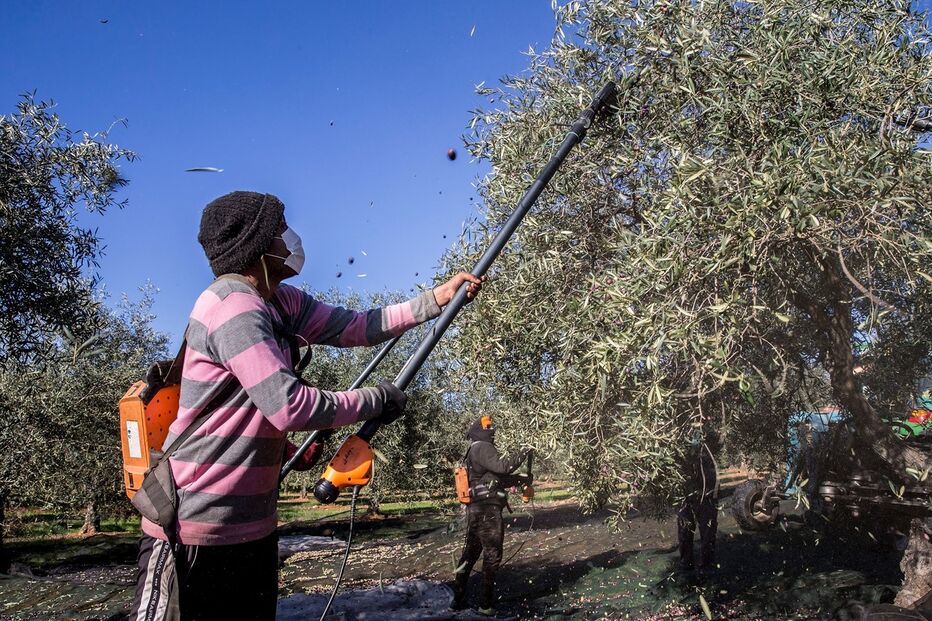 Imagem _JMR6501.JPG (8563846) (Milenium)