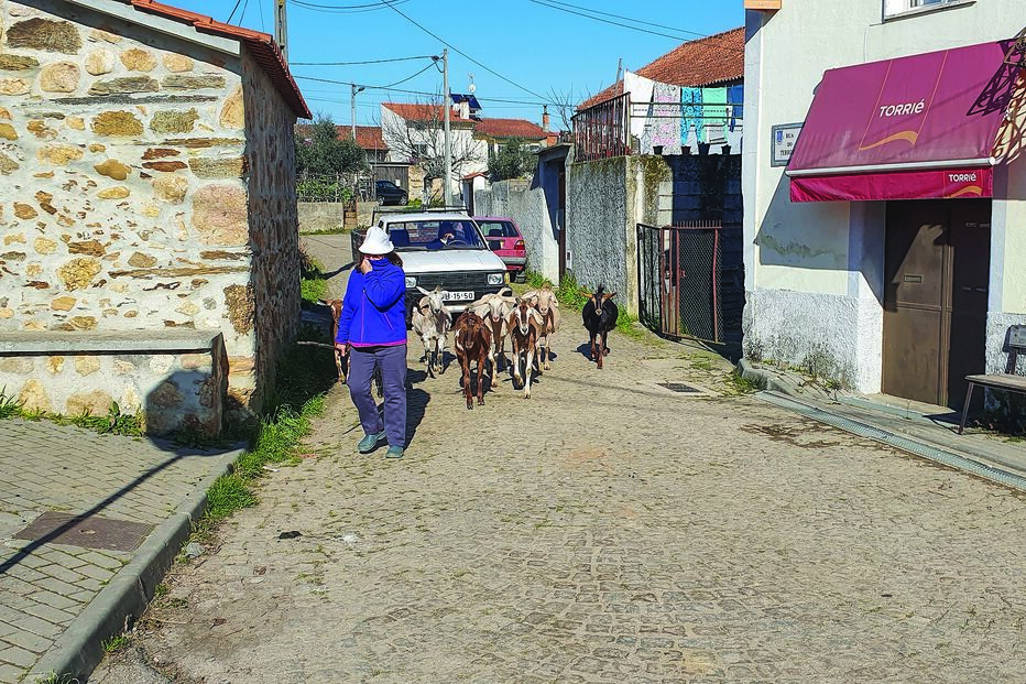 Surto atingiu mais de 50 dos cerca de 180 habitantes da aldeia de Maladão, no concelho de Arganil. Quatro morreram e outros tantos continuam hospitalizados   