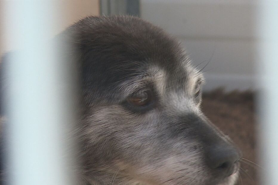Há pessoas a alugar animais para poderem sair à rua em Barcelos, revela autarca