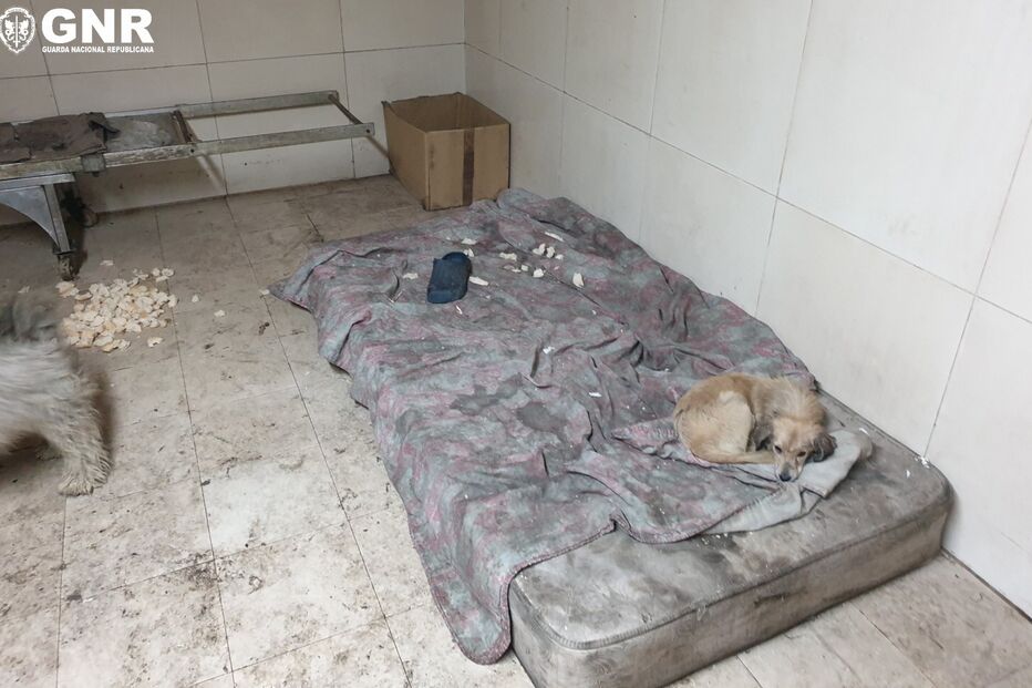 Casal albergava 22 cães dentro de padaria. Estabelecimento encerrado por falta de condições de higiene. Veja as imagens 