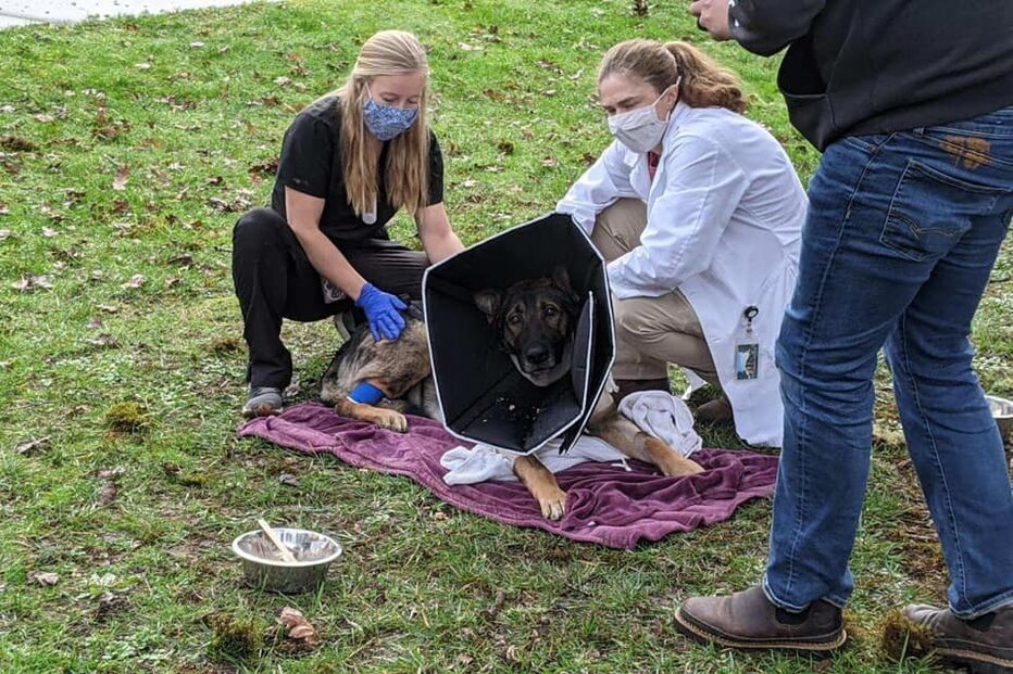 Cão polícia atingido a tiro tem alta e é recebido como um verdadeiro herói