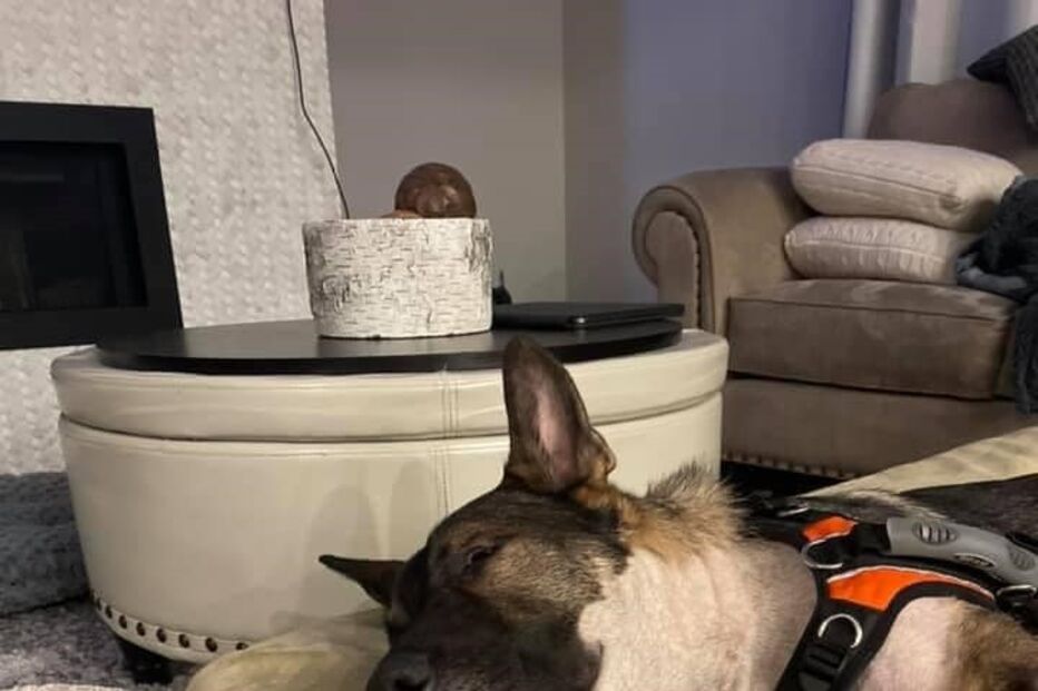 Cão polícia atingido a tiro tem alta e é recebido como um verdadeiro herói