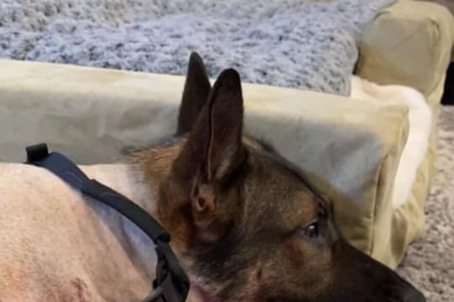 Cão polícia atingido a tiro tem alta e é recebido como um verdadeiro herói