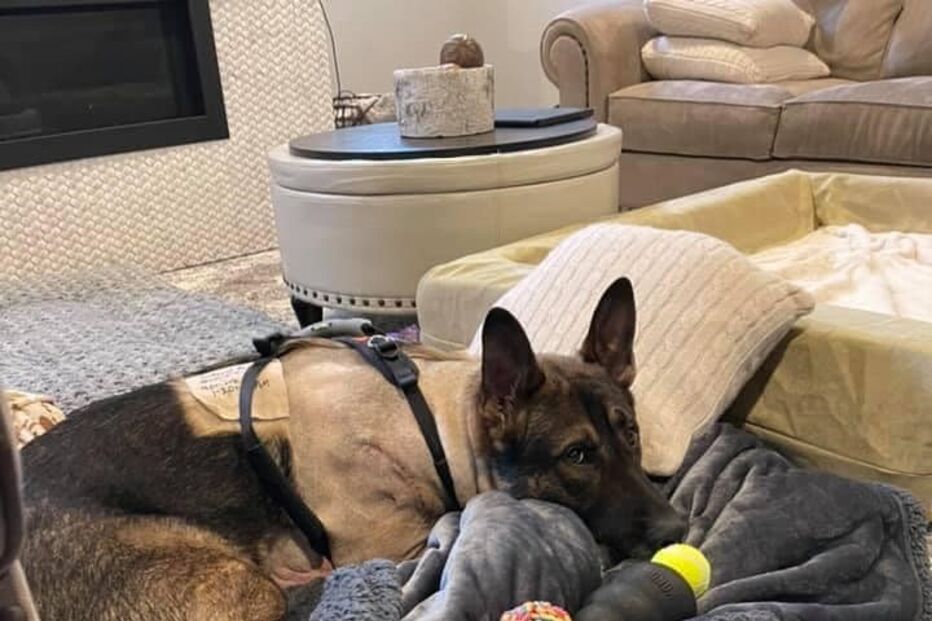 Cão polícia atingido a tiro tem alta e é recebido como um verdadeiro herói