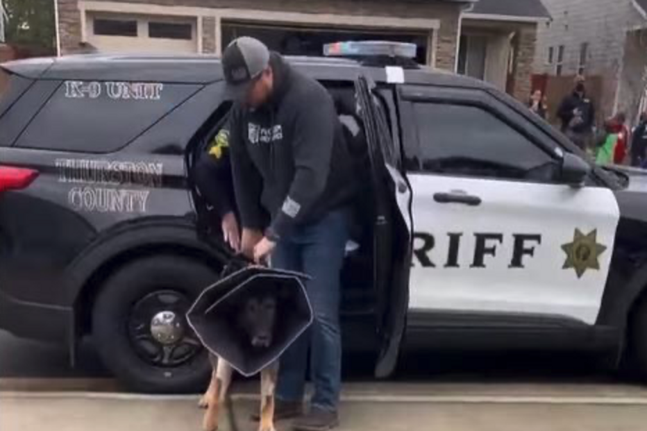 Cão polícia atingido a tiro tem alta e é recebido como um verdadeiro herói