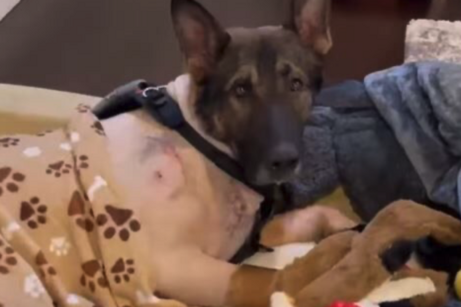 Cão polícia atingido a tiro tem alta e é recebido como um verdadeiro herói