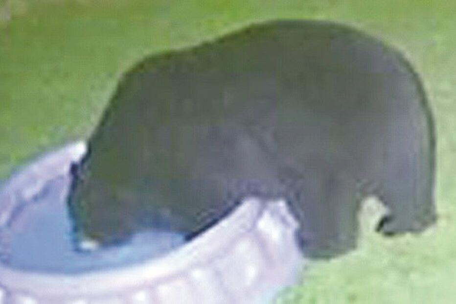 Urso refresca-se  em piscina de crianças