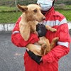 Bombeiros de Arcos de Valdevez resgatam cão de contentor
