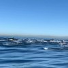 Dois mil golfinhos avistados na costa da Califórnia