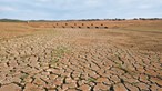 Agricultores do Campo Branco dizem que situação de seca está a 'agravar-se'