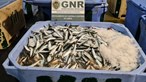 GNR apreende quase cinco toneladas de sardinha em Sesimbra