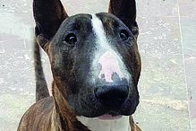 Cão era da raça bull terrier