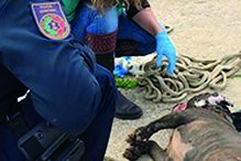 animal morreu afogado no rio Arade