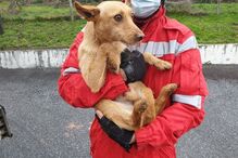 Bombeiros de Arcos de Valdevez salvam cão em central de recolha do lixo