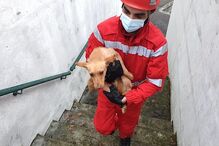Bombeiros de Arcos de Valdevez salvam cão em central de recolha do lixo