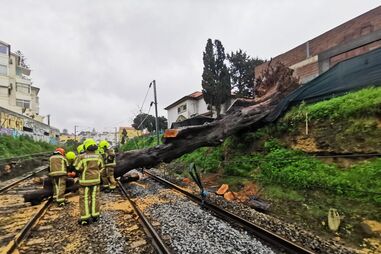 Queda de árvore em Cascais