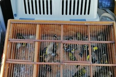 Dois homens identificados pela GNR por captura de aves protegidas em Vila do Conde
