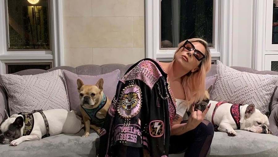 Lady Gaga com os seus cães