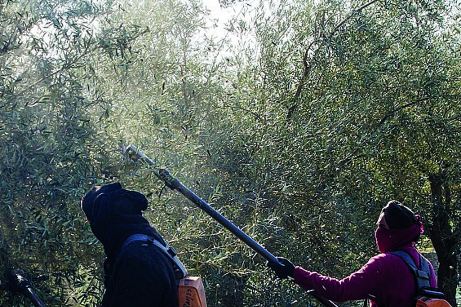 Maior parte obrigada a trabalhar 