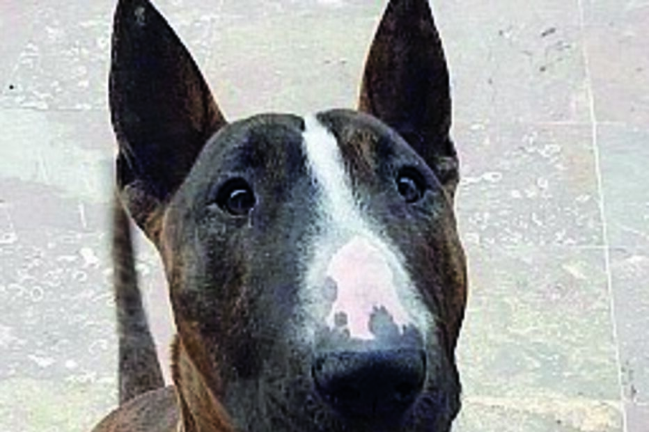 Cão era da raça bull terrier