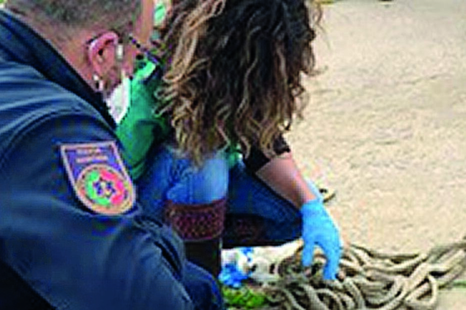 animal morreu afogado no rio Arade