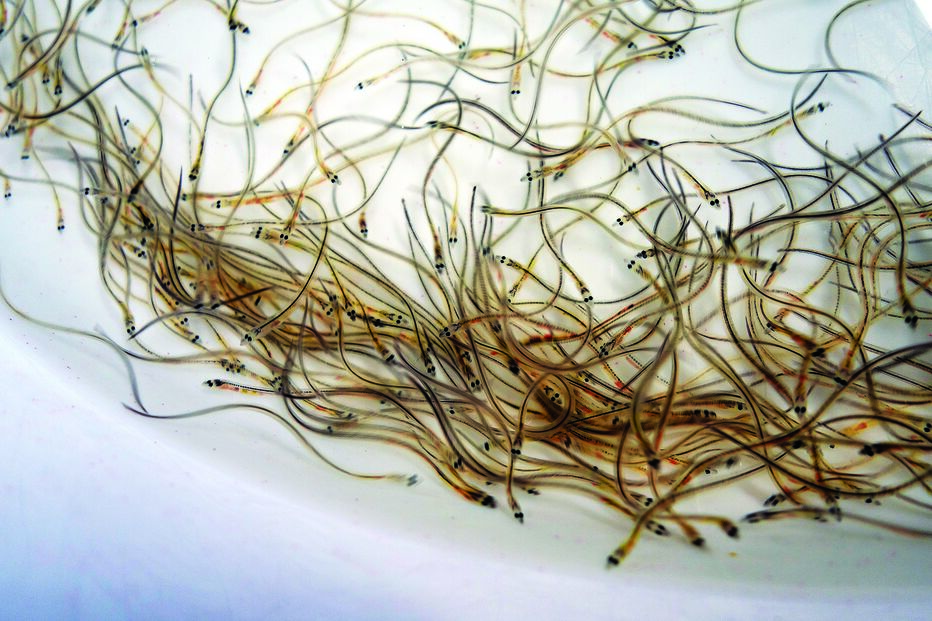 Meixão é comido em Espanha e França