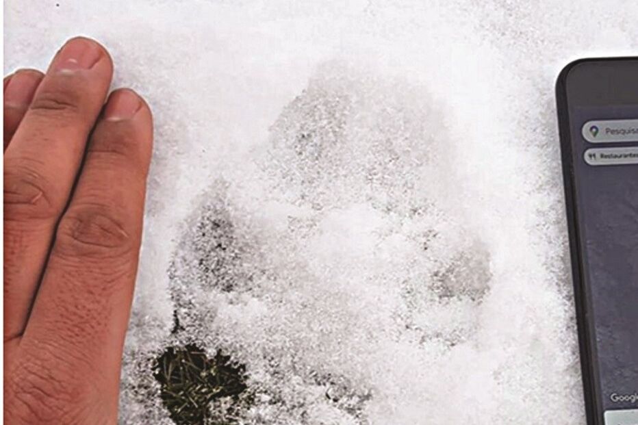 Marca no gelo foi identificada por um guia turístico da região. Especialistas em biologia confirmaram tratar-se de uma pegada de lobo-ibérico. Na zona habitam cinco alcateias